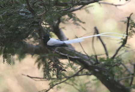 African Paradise-Flycatcher