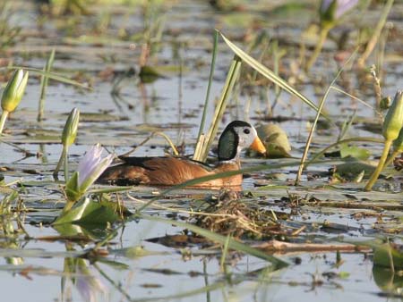 African Pygmy-Goose