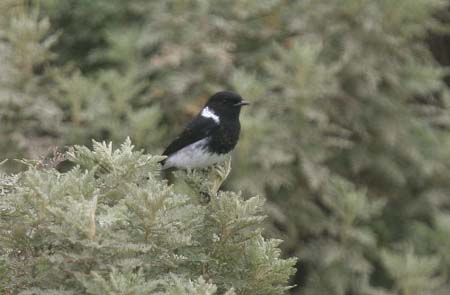 African Stone chat