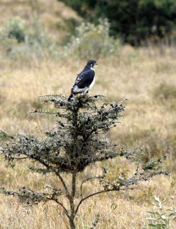 Auger Buzzard