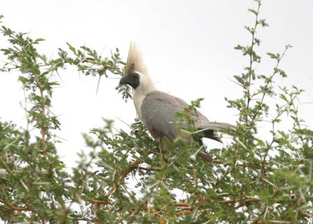 Bare-faced Go-away-bird