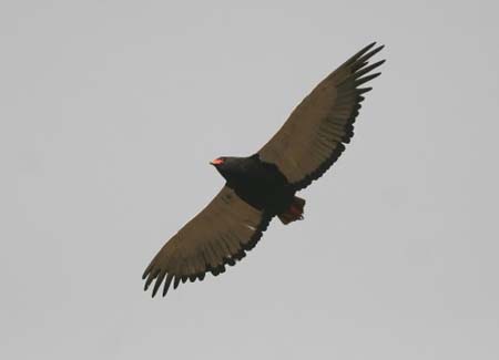 Bateleur