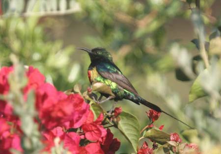 Beautiful Sunbird