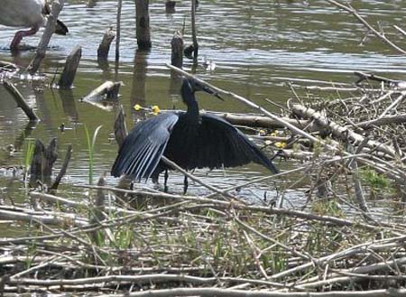 Black Heron