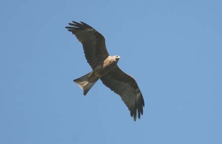 Black Kite