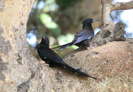 Black-billed Wood-Hoopoe