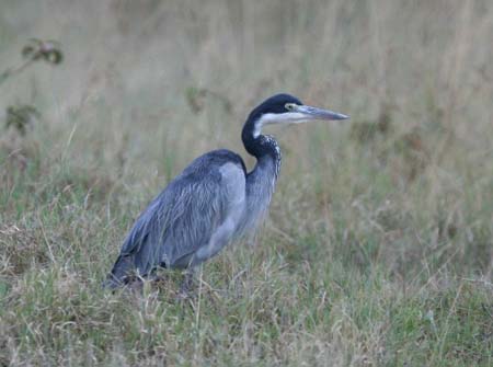 Black-headed Heron