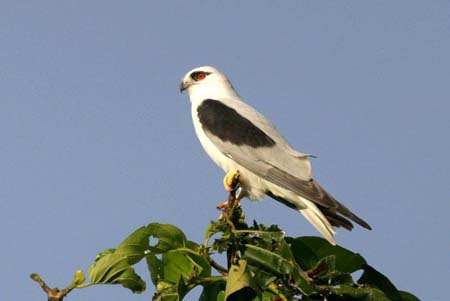 Black-shouldered Kite