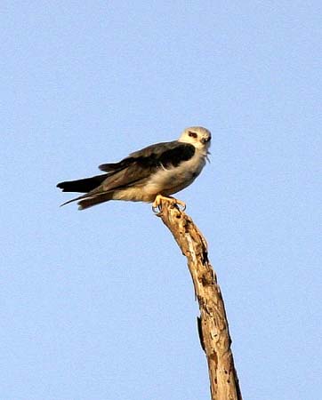 Black-winged Kite