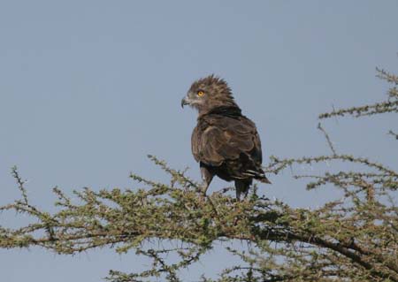 Brown Snake-Eagle