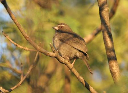 Brown-crowned Seed-eater