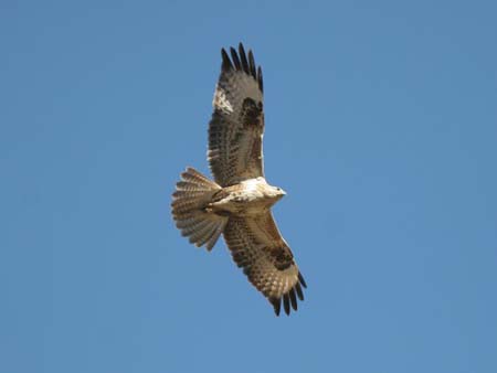 Common Buzzard