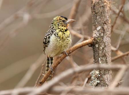 D'Arnau Barbet