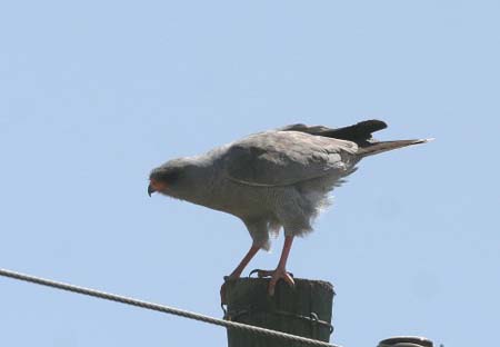 Dark Chanting Goshawk