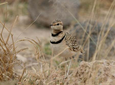 Double-banded Courser