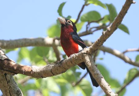 Double-toothed Barbet