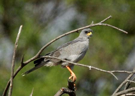 Eastern Chanting-Goshawk