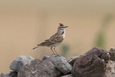 Erlanger Lark