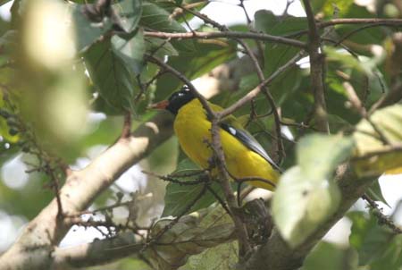 Ethiopian Oriole