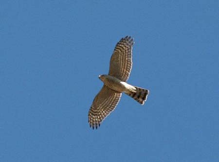 Eurasian Sparrowhawk