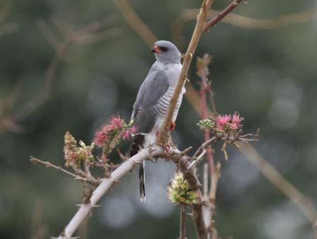 Gabar Goshawk