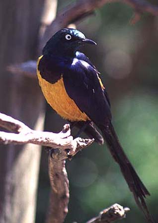 Golden breasted starling