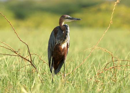 Goliath Heron