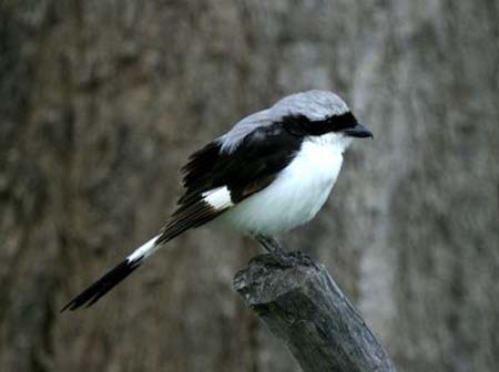 Gray-Backed Fiscal