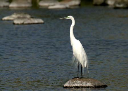 Great Egret