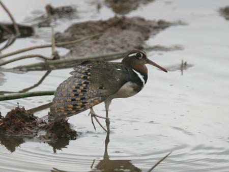 Greater Painted-snipe