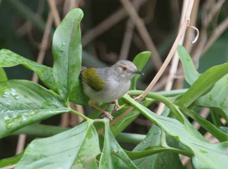 Green-backed Camaroptera