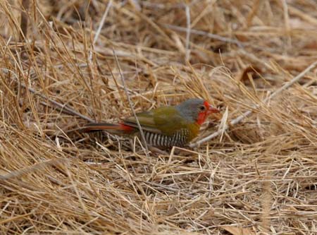 Green-winged Pytilia