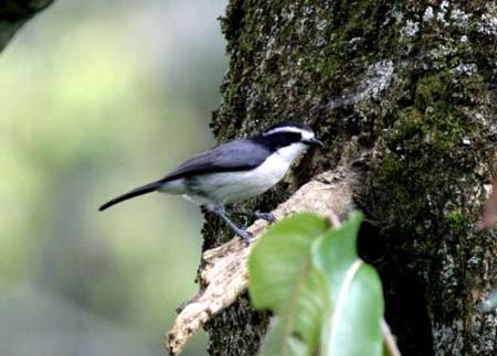 Grey-Green Bushshrike