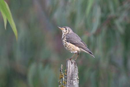 Groundscraper Thrush