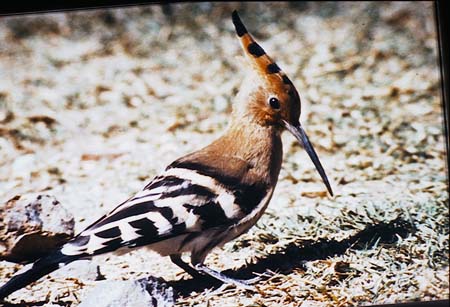 HOOPOE