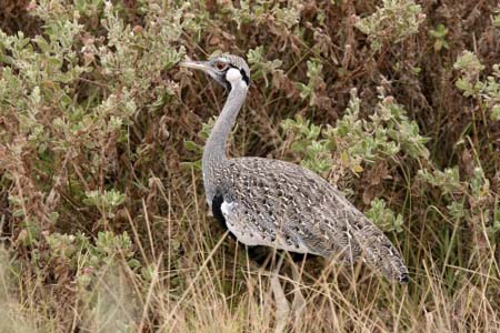 Hartlaub Bustard