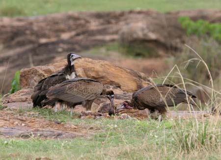 Hooded Vulture