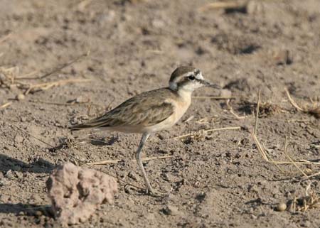 Kittlitz Plover