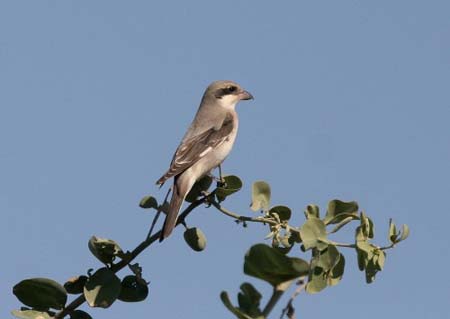 Lesser Grey Shrike