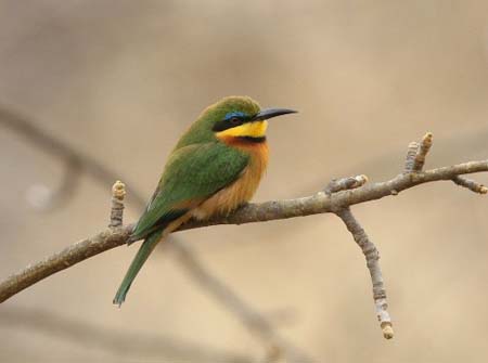 Little Bee-eater