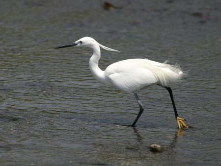 Little Egret