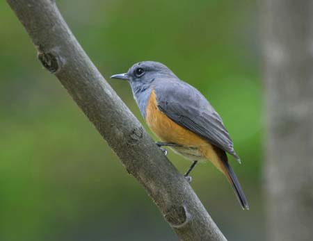 Little Rock-Thrush