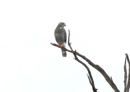 Lizard Buzzard