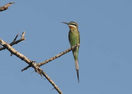 Madagascar Bee-eater