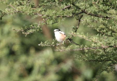 Masked Shrike