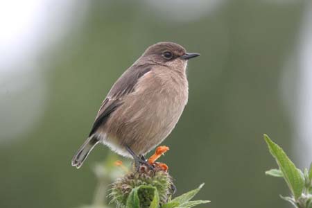 Moorland Chat