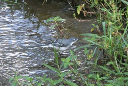 Mountain Wagtail