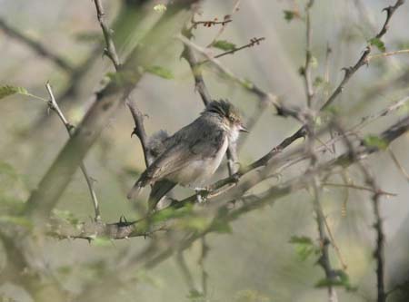 Mouse-coloured Penduline-Tit