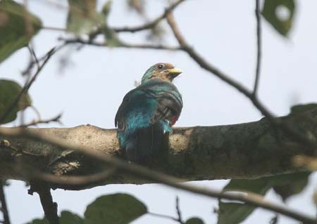 Narina Trogon