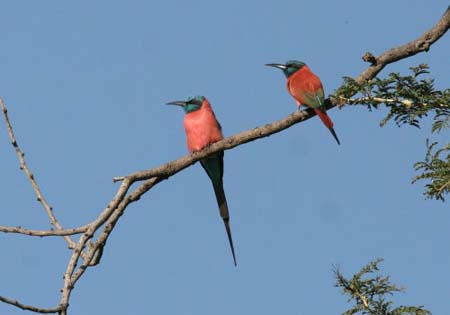 Northern Carmine Bee-eater-1